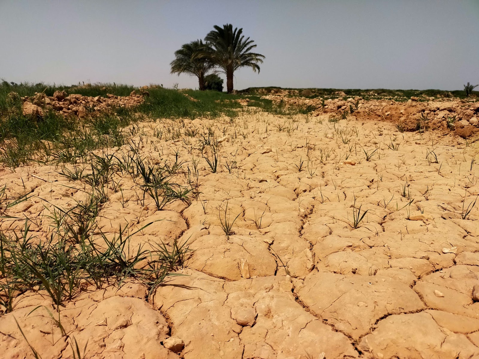 قصتان عن المياه والزراعة| 1- قانون الري الجديد: تطوير وترشيد.. «على حسابك»