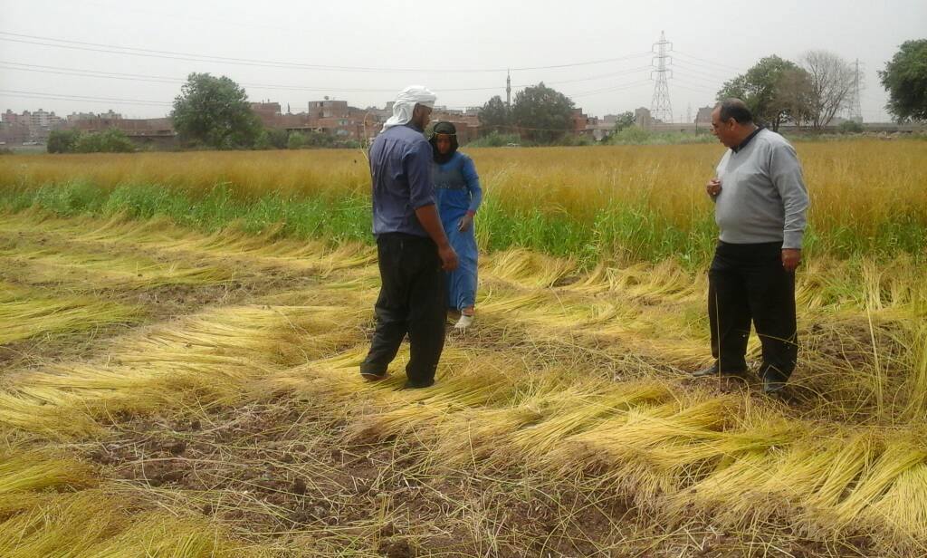 Egypt buys back Tanta Flax company over 15 years after privatization deal