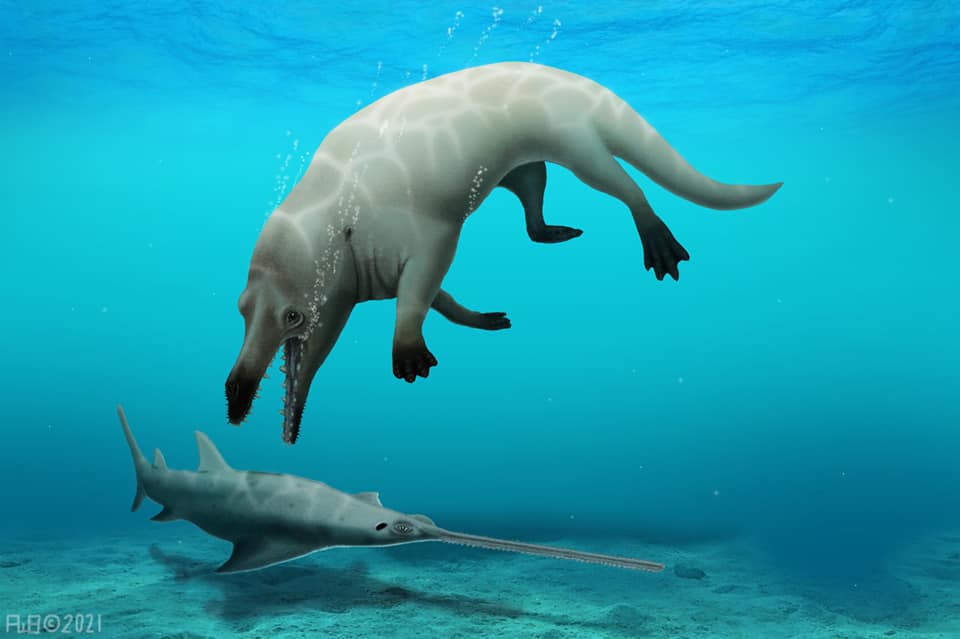 Q&A: How an Egyptian research team discovered a new species of 4-legged whale