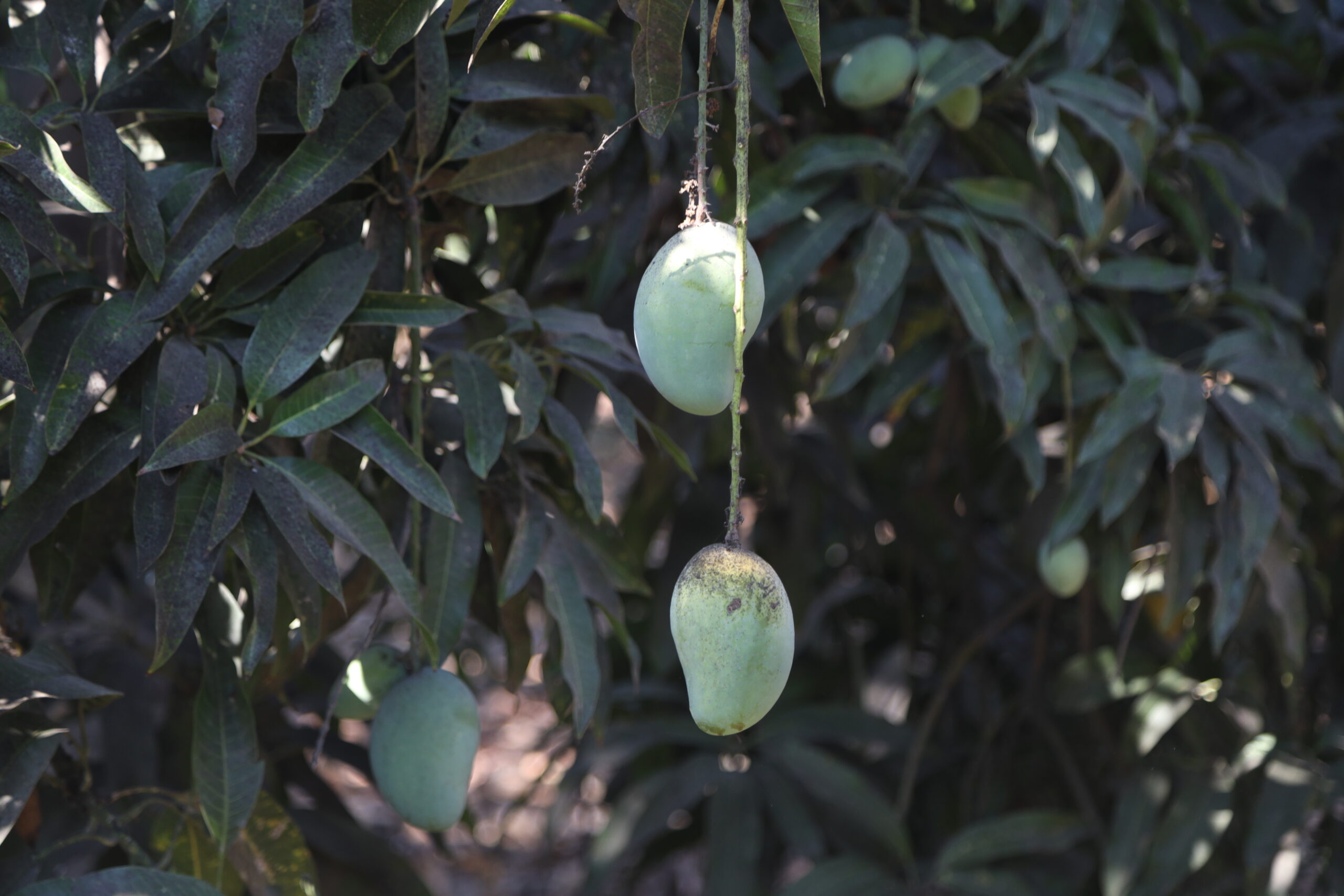 How climate change is affecting Egypt’s mangoes