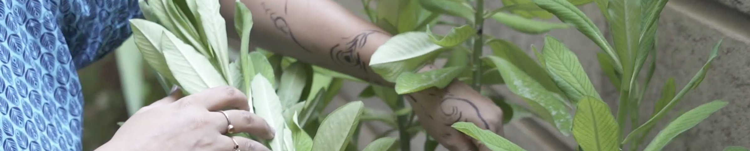 Video | Dolphins, elephants and wild geese: A letter from Rana ElNemr