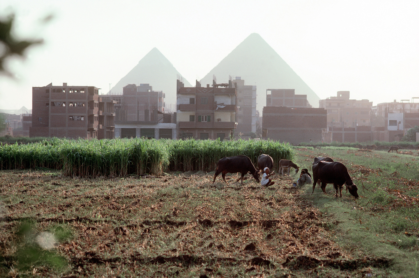 Encroachers on farmlands deprived of all subsidies in 1st-time decision