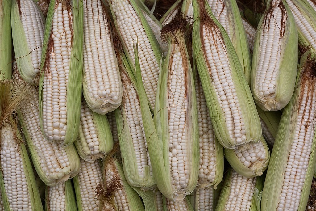 Shortages of Ukrainian corn, price hikes threaten Egypt’s food security