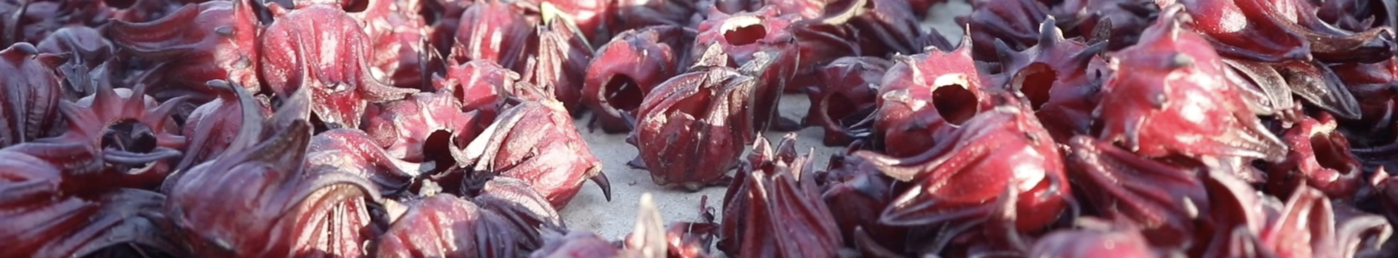 Video | Hibiscus for your heart