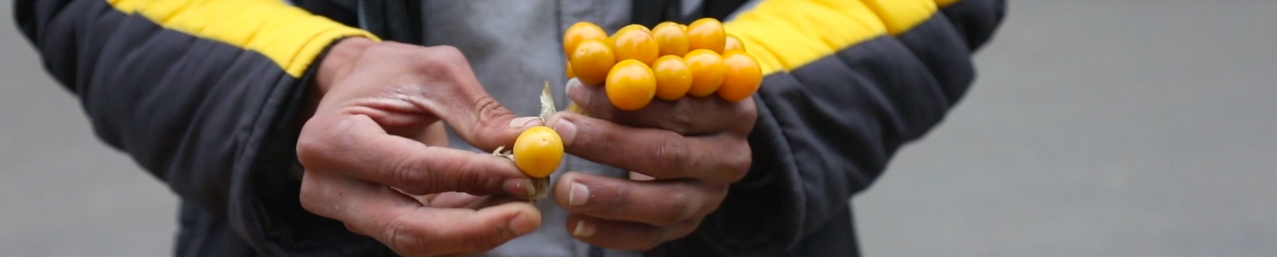Video | A handful of harankash