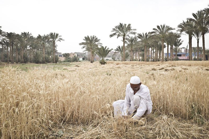 How is the Egyptian government dealing with the global wheat crisis?