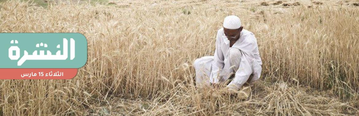 الحكومة تضع يدها على القمح المحلي | السيسي يوجه بتسعير الخبز غير المدعم