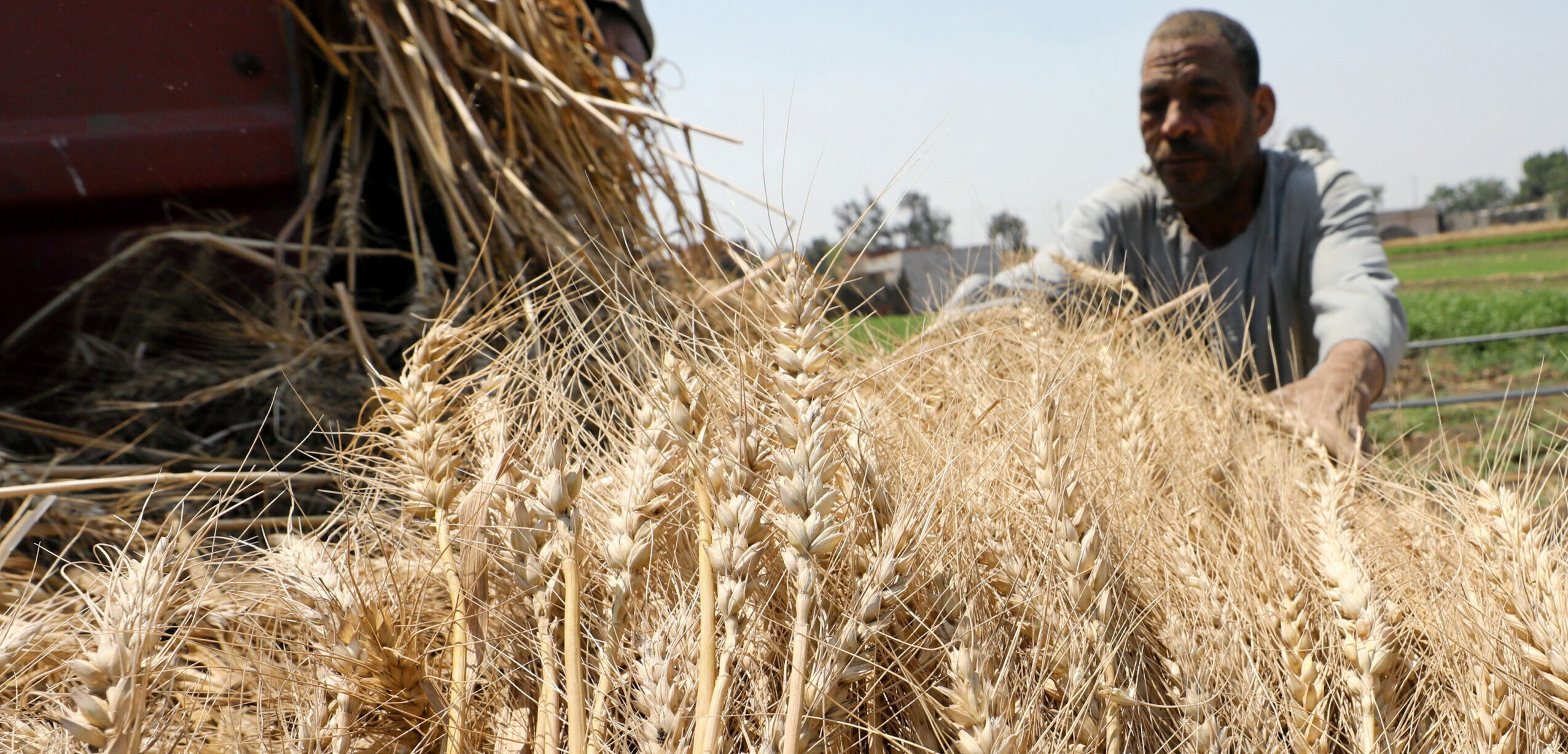 Keeping Egypt above the breadline: How has the government strategized to supply wheat during a global shortage?