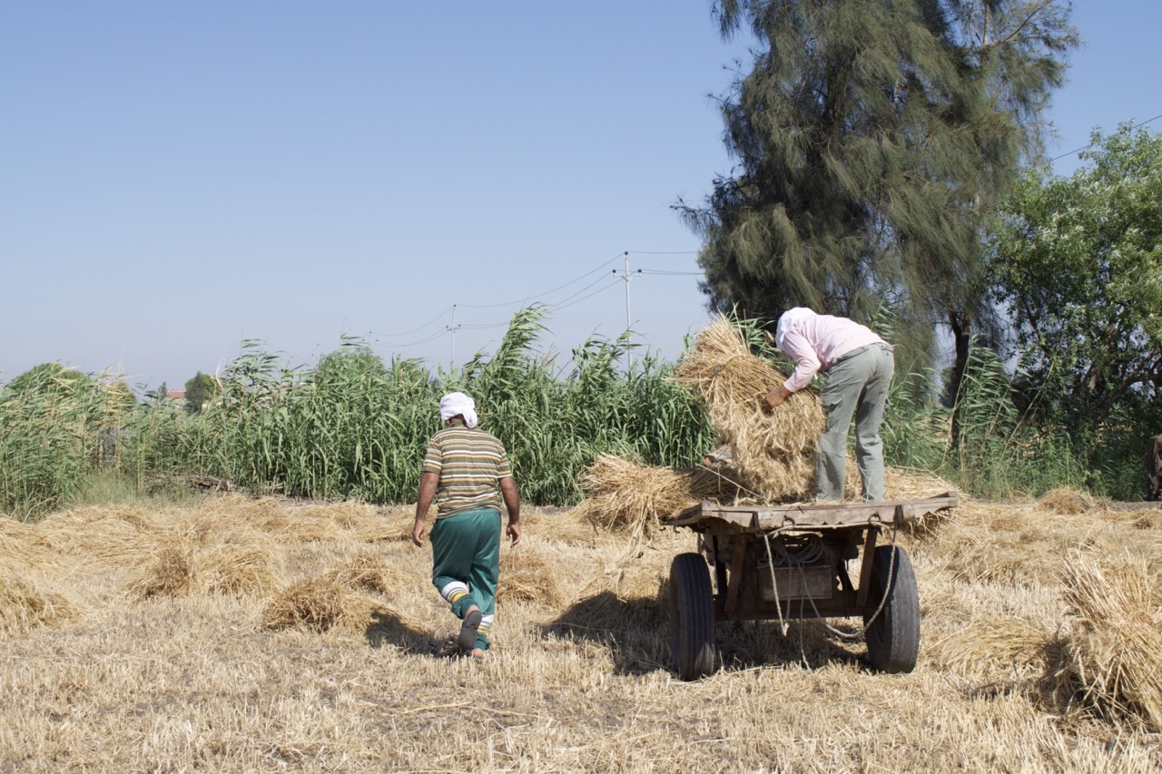 Supply Ministry reduces domestic wheat supply target by half a million tons