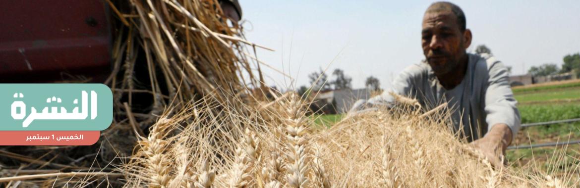 الحكومة تحدد سعرًا استرشاديًا لأردب القمح المحلي بألف جنيه.. ومزارعون: كان مناسبًا للموسم الماضي