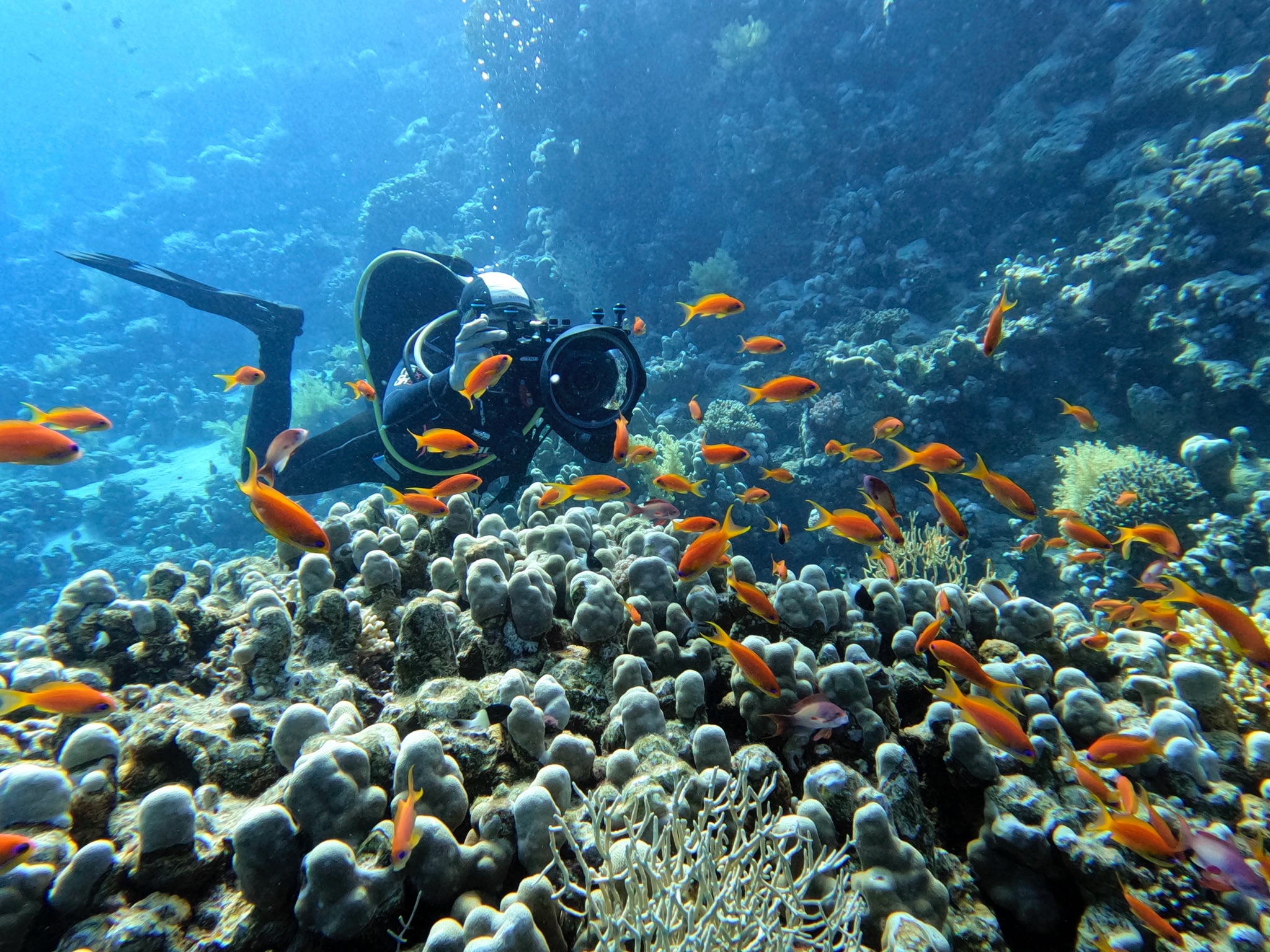 Welcome to Sharm el-Sheikh: President’s City, City of Peace, City of COP27
