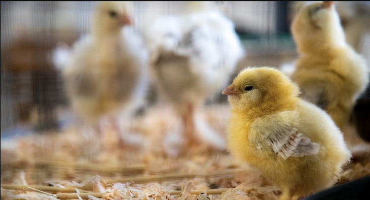 Culling chicks barely hatched, poultry producers say industry embattled by dollar shortage, foreign imports