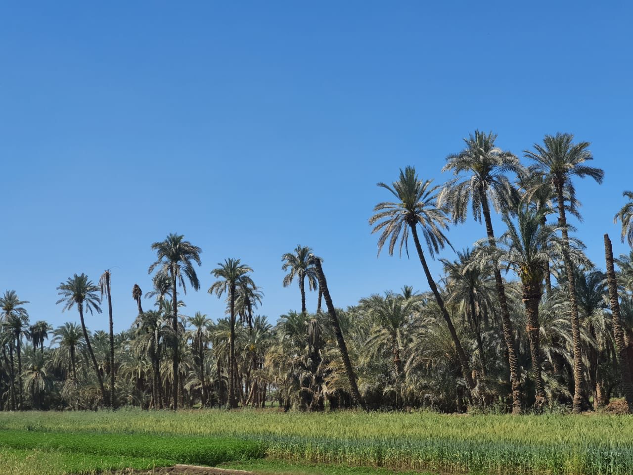 من عرق البلح للملابس الجاهزة.. حكاية قرية صناعية