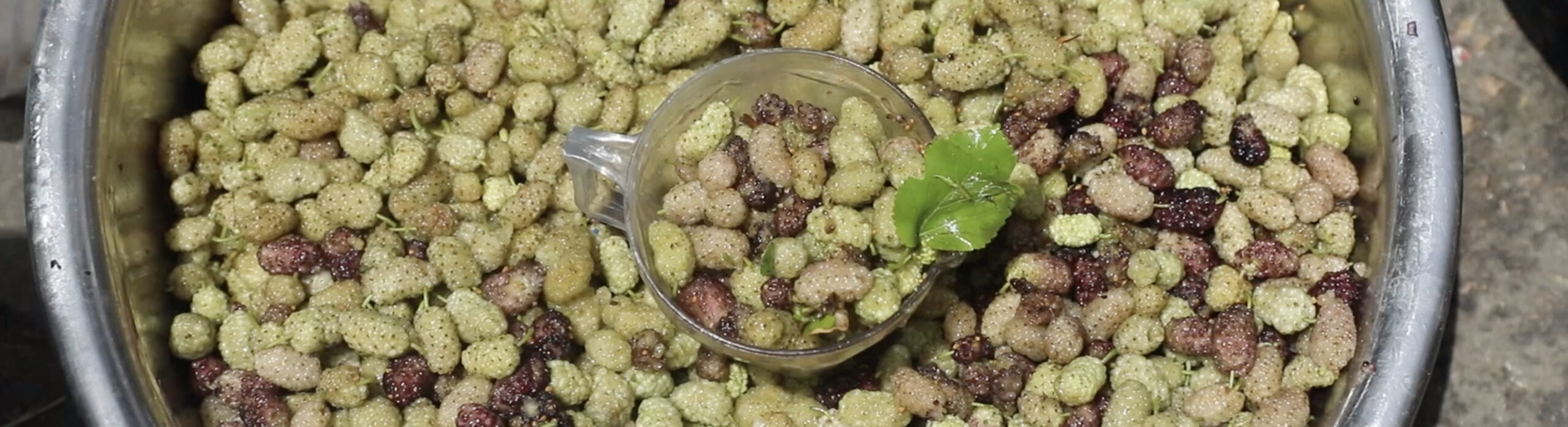 فيديو| هدية التوت