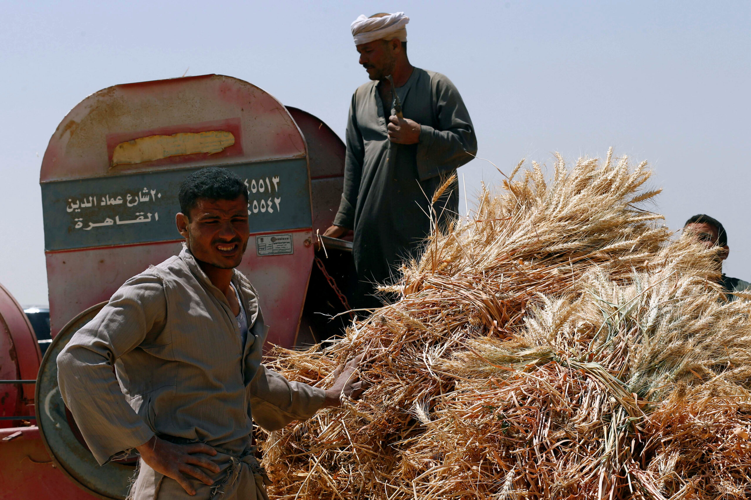 لأول مرة.. «مستقبل مصر» يضع قدمًا في منظومة توريد القمح المحلي