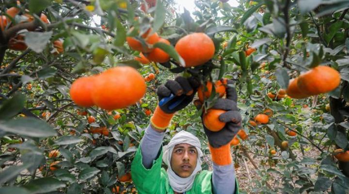 تركيا توقف استيراد الموالح المصرية بزعم إصابتها بمرض فتاك.. ومُصدّرون: محاولة للاستحواذ على جزء من سوق الصادرات