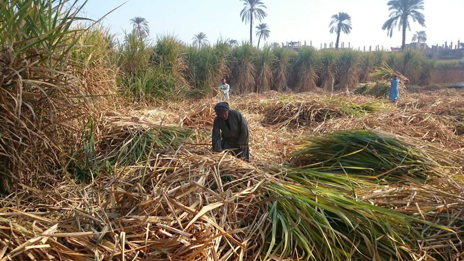 مزارعو القصب يطالبون برفع سعر التوريد بعد زيادة التكاليف | مصدر: «طرح ذهب الجمارك» في البورصة السلعية قد يفيد في تحديد السعر