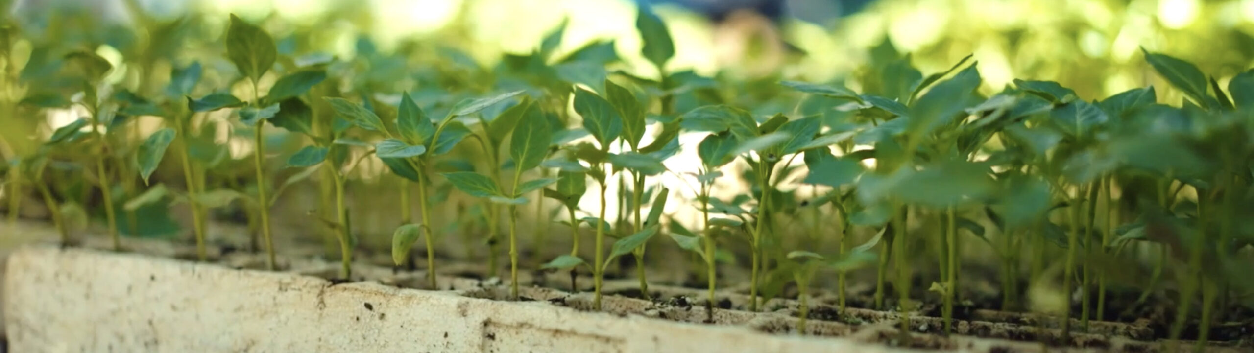 Video | Seedlings of self-sustenance in famine-striken Gaza