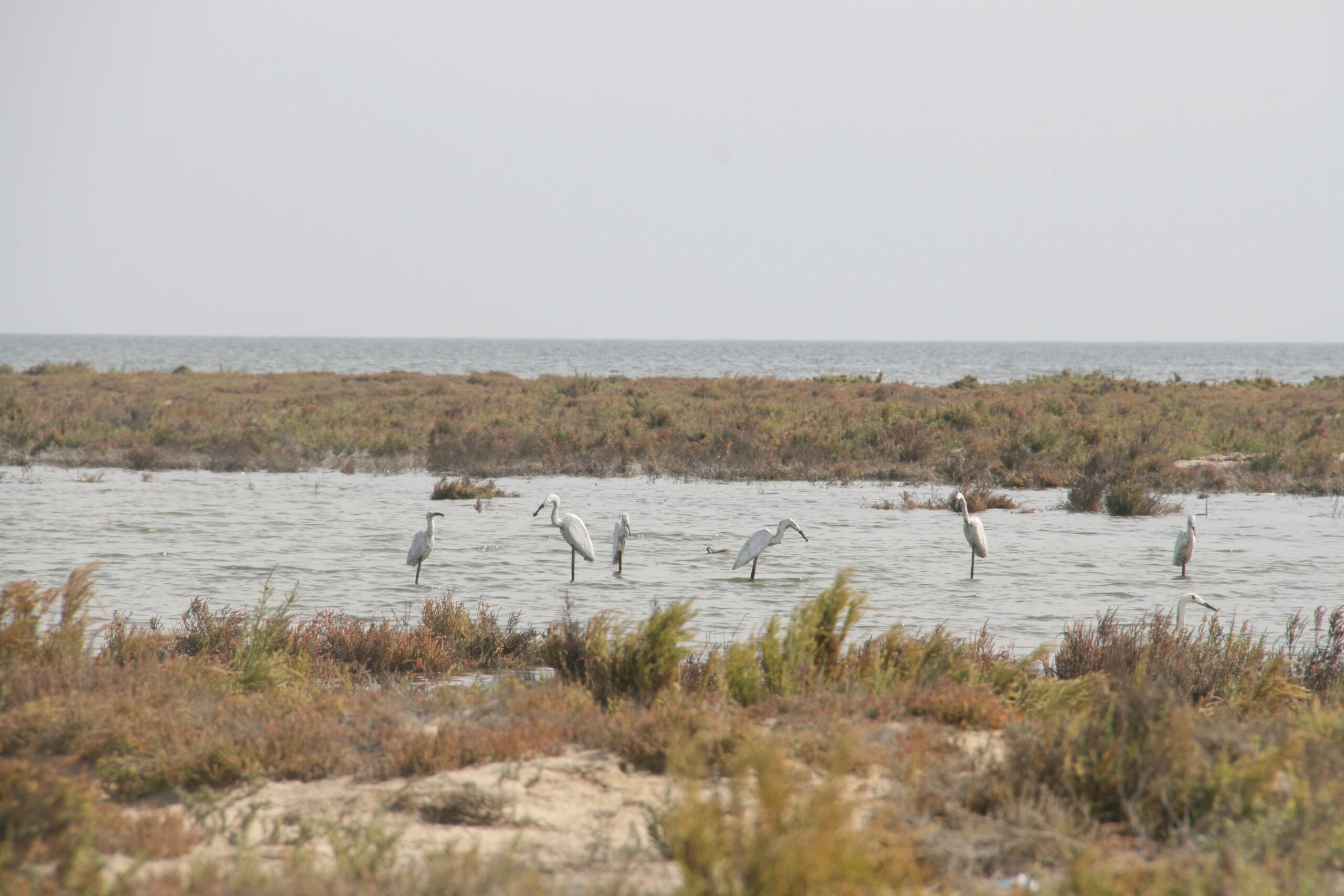 Authorities reopen Lake Bardawil after negotiations to end fishers’ strike, key restrictions still in effect