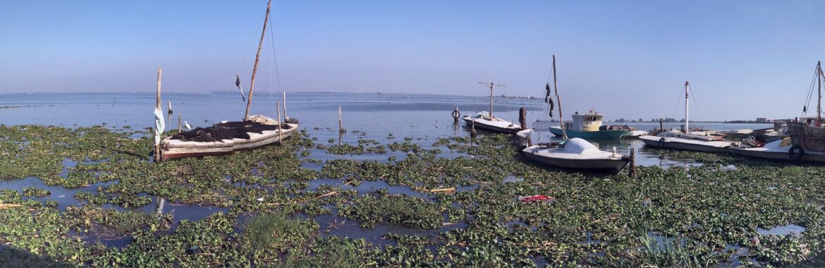 A lake remade: How Manzala’s waters became clear enough to fish for money