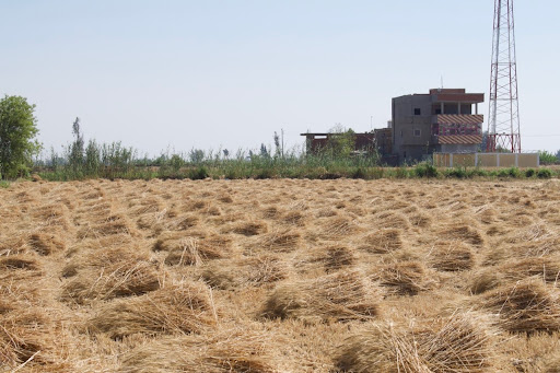 كيف تصحرت أجود الأراضي الزراعية في مصر؟