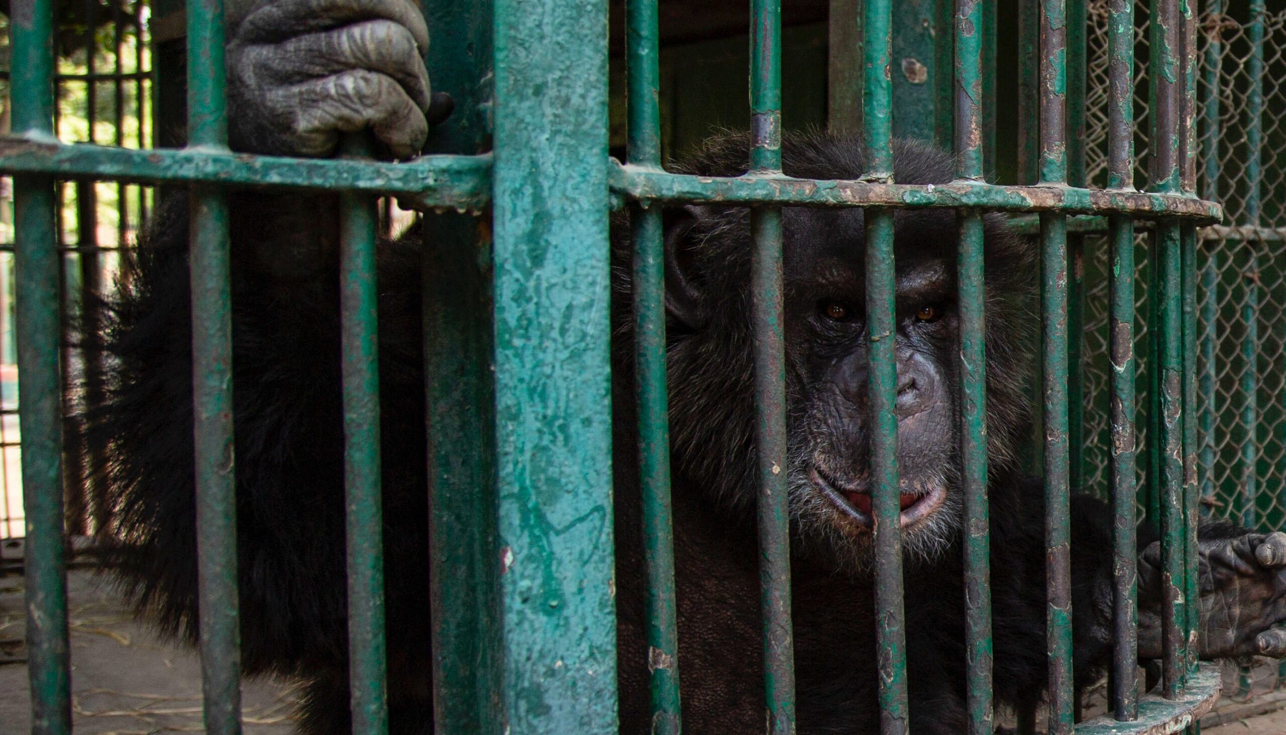 The never-ending nightmare of Giza Zoo’s animals