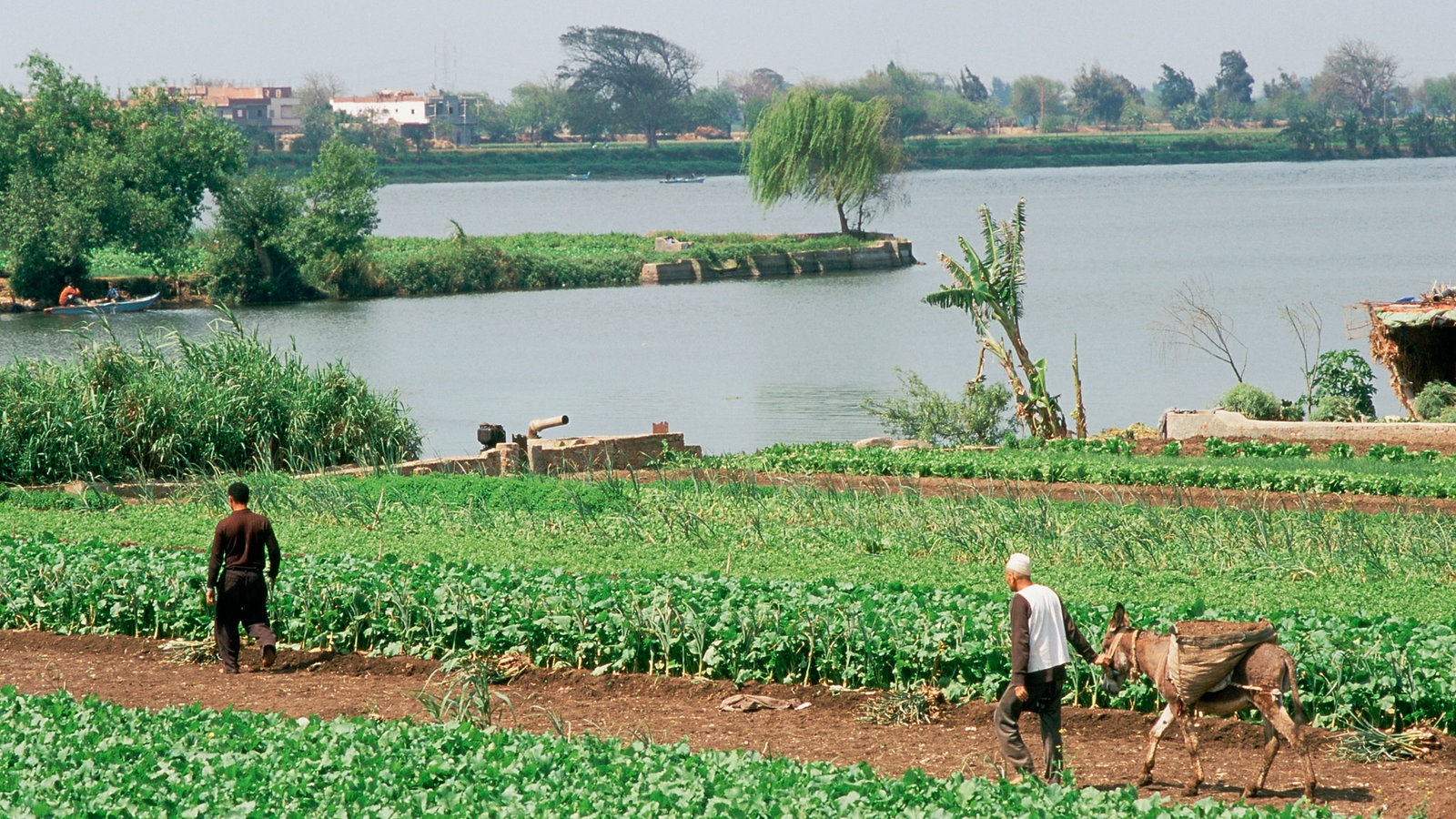 ‘We inherited this land, we cannot leave it:’ Rent hikes over 170% threaten farmers on Endowments, Agricultural Reform land